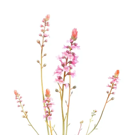 fireweed drawing simple