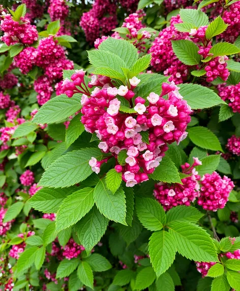 viburnum suspensum