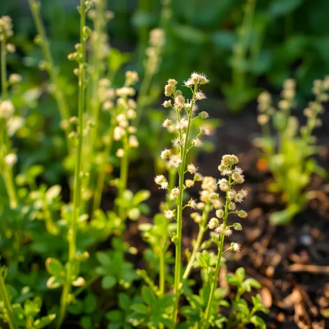 fenugreek powde