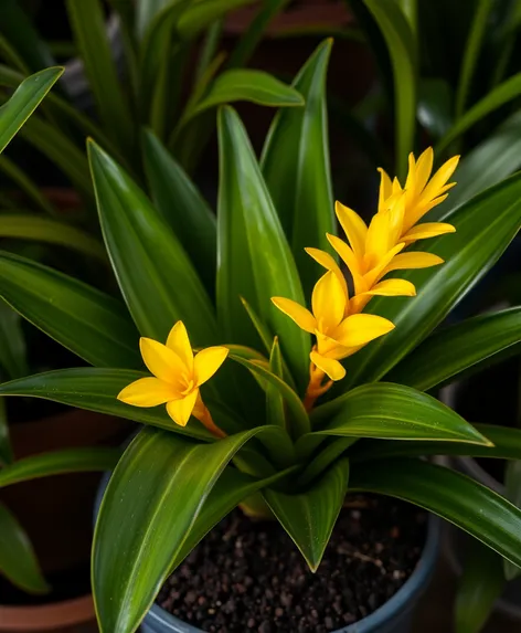 pineapple bromeliad plant