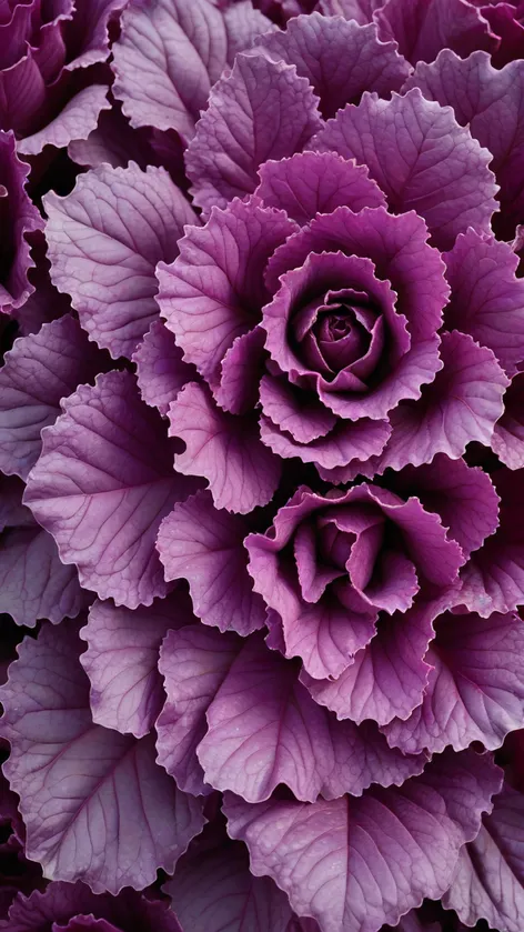 purple lettuce