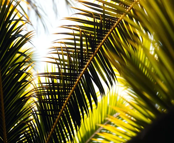 palm leaves