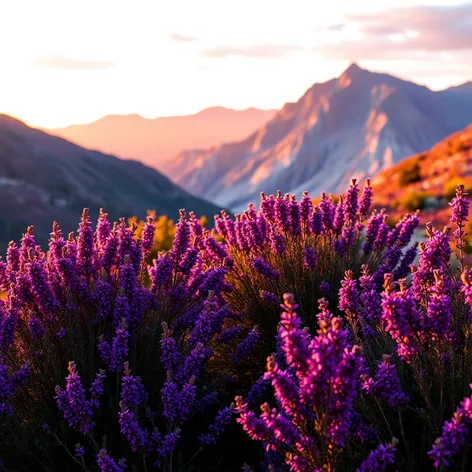 purple shrubs