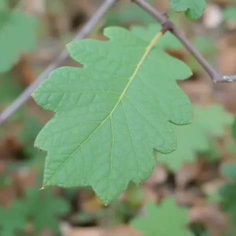 us mint oak leaf