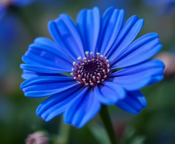 marguerite bleue png