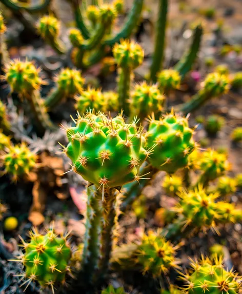 plants with prickly green