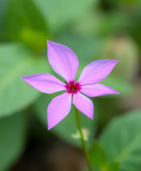 pink five petal flower