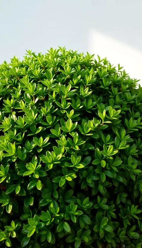 korean boxwood