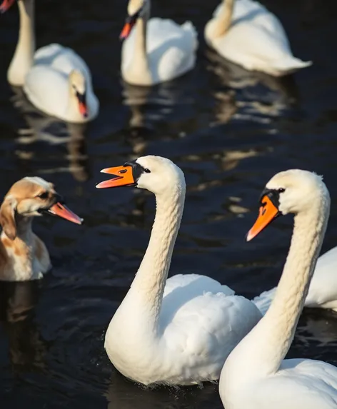 are swans scared of