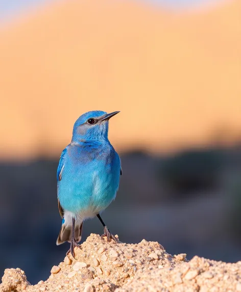 nevada state bird