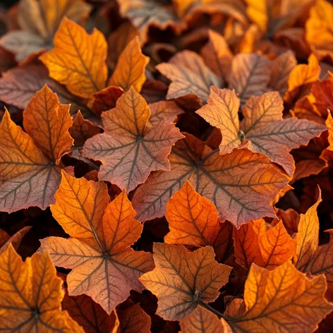 pumpkin leaves