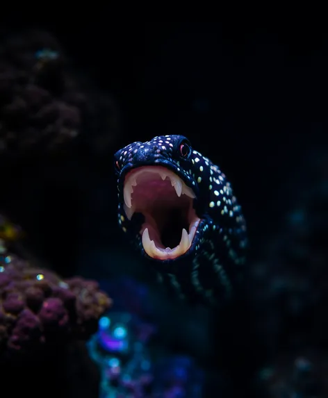 moray eel bite