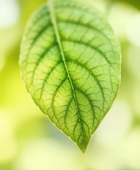 leaf painting