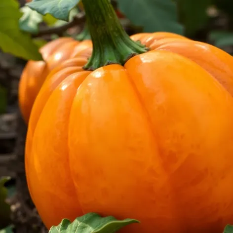 calabash gourd