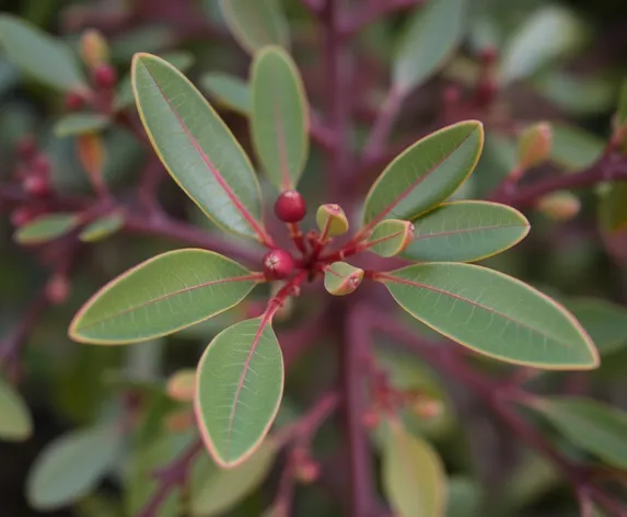 pics of eucalyptus plant