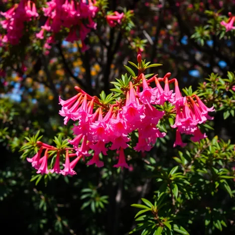 pink trumpet tree