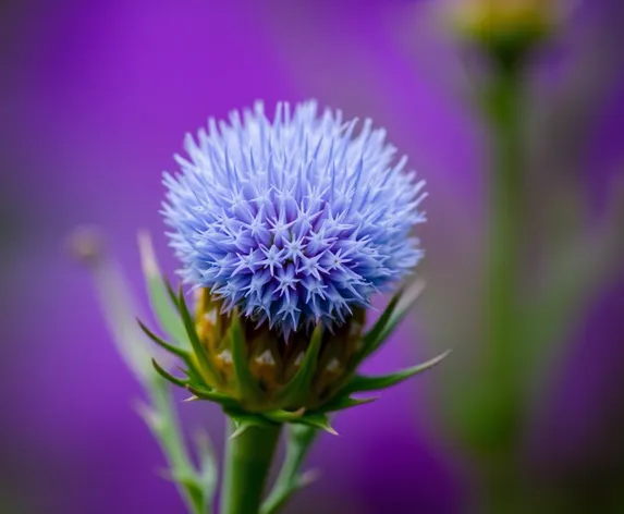 blue thistle