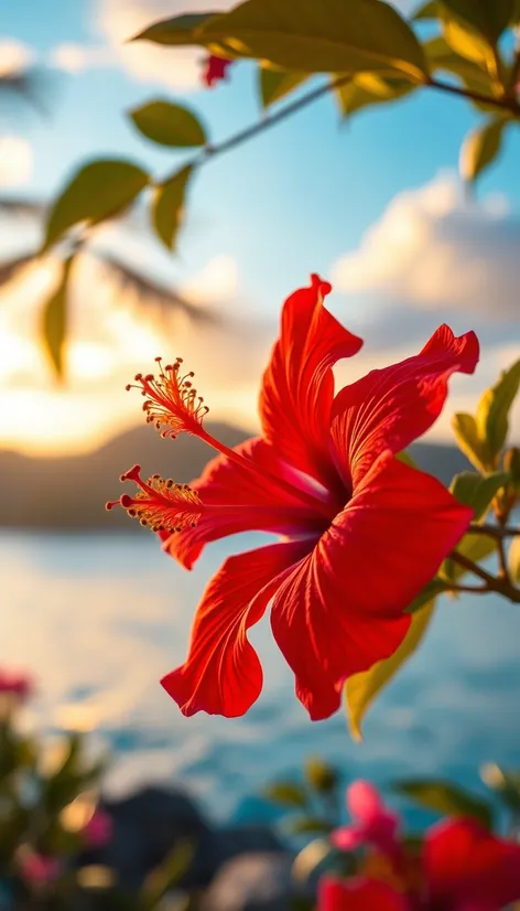 red hibiscus flower