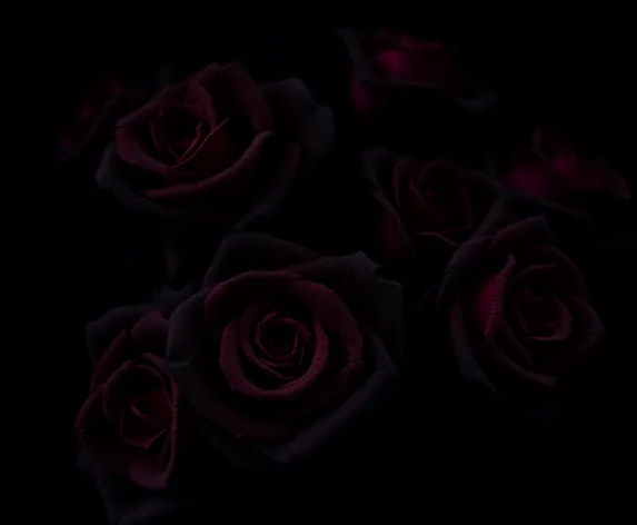 black roses background wallpaper