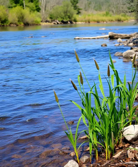 platns in tthe river