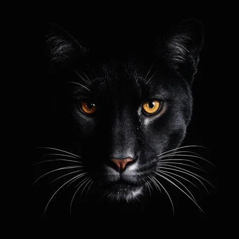 black cougar