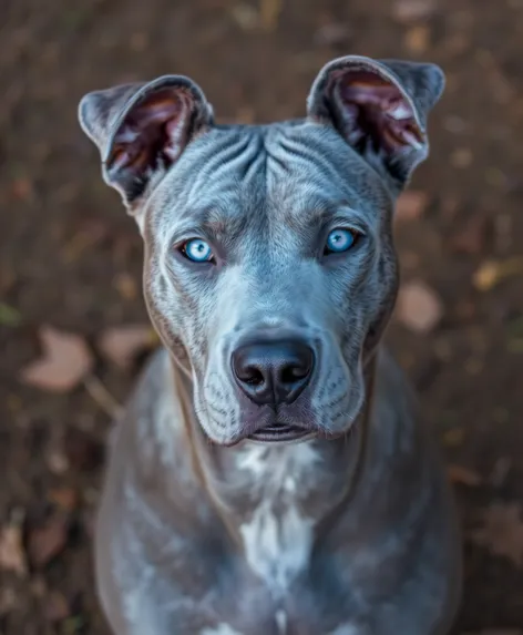 pitbull gray with blue