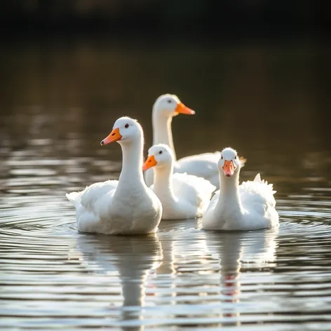 white ducks