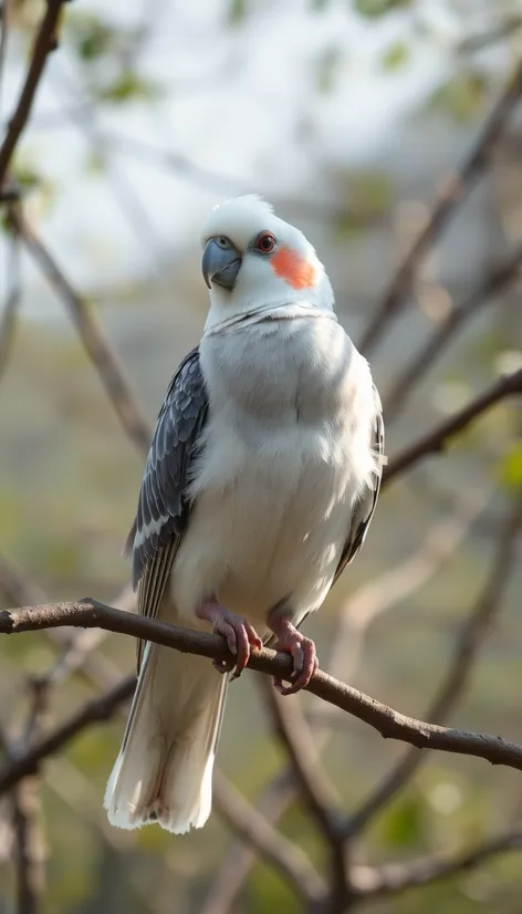 white faced cockatiel