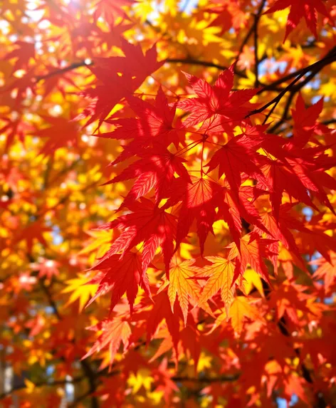 chinese maple