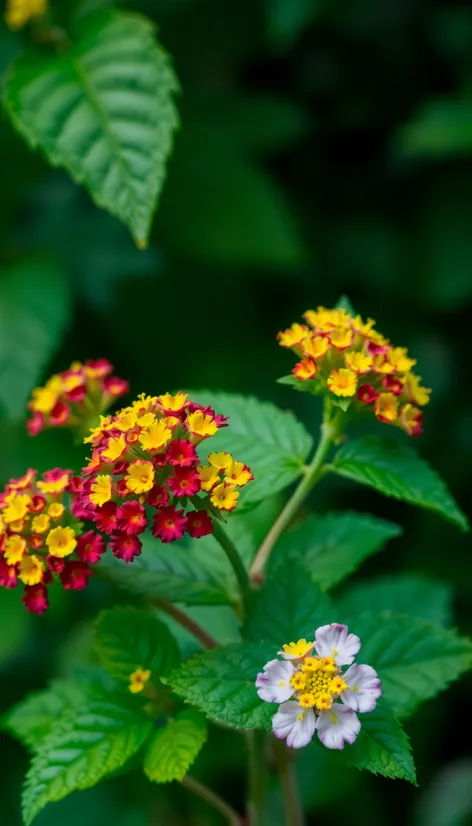 lantana urticoides