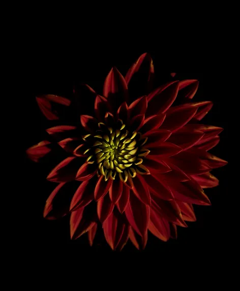 demonic dahlia