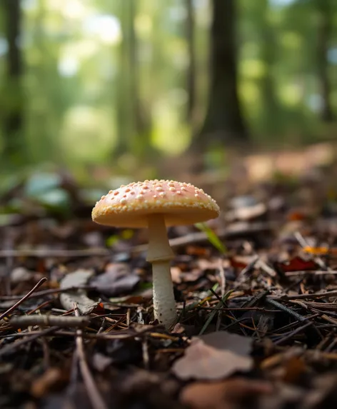 pine mushroom