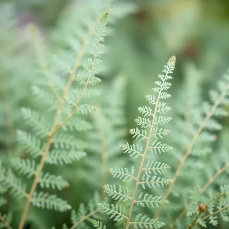 fern tattoo