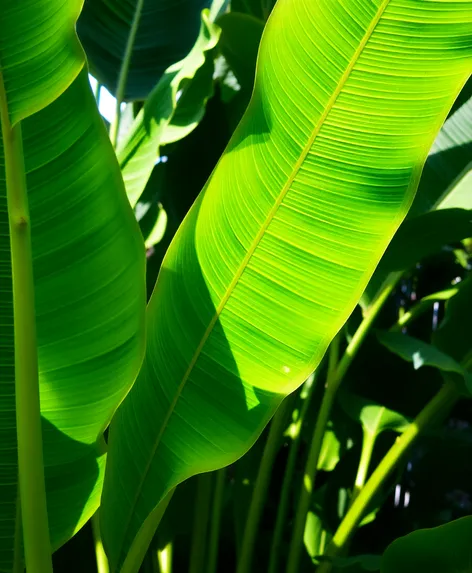 hoja de platano