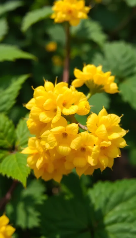 yellow raspberries