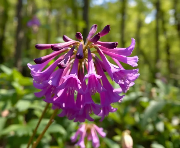 canterberry bells