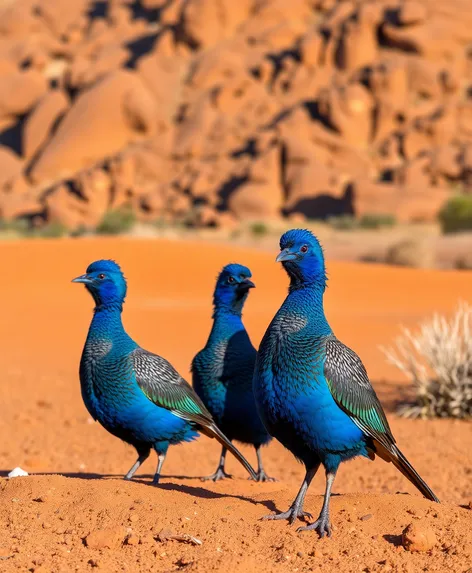 blue partridges australia