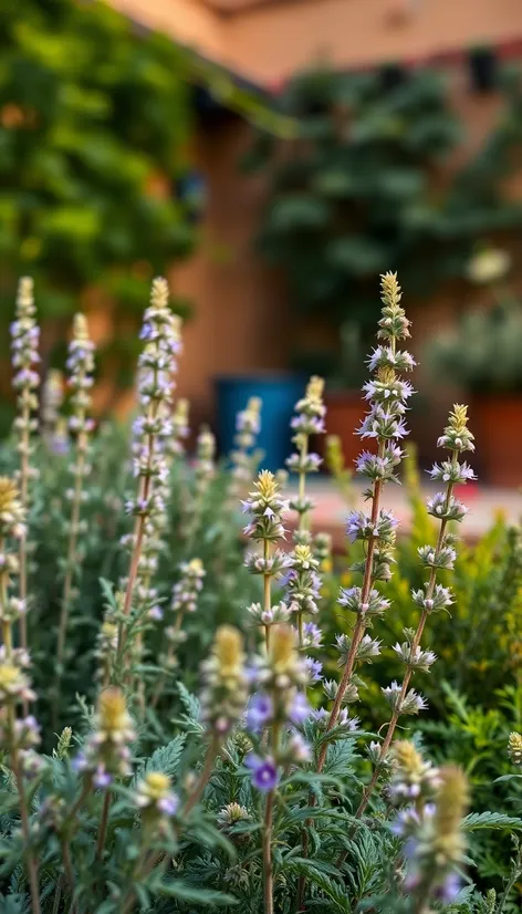 sage in spanish herb