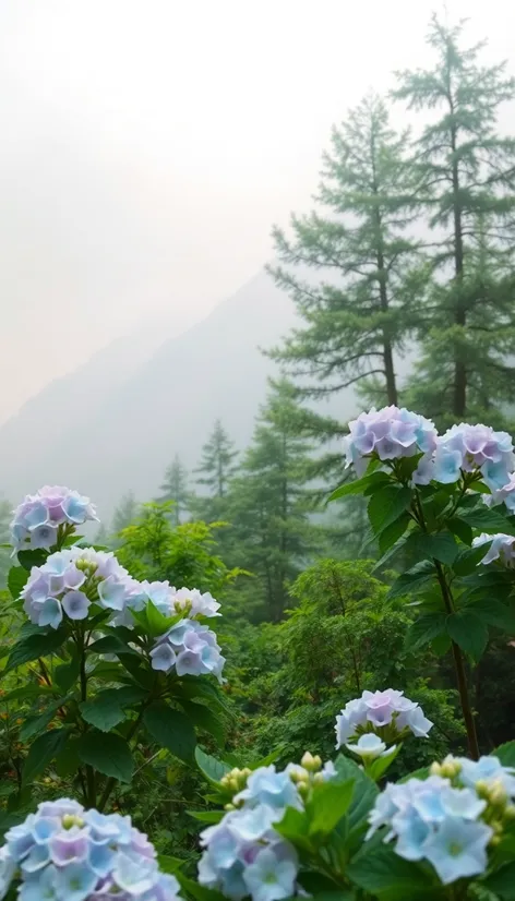 mountain hydrangea