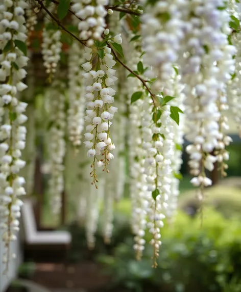 white wisteria