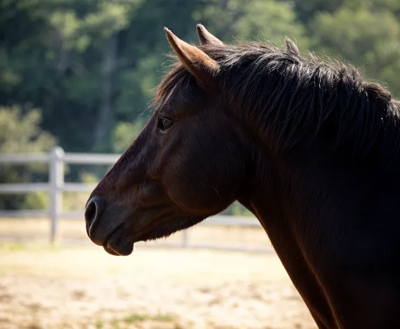 horse side profile