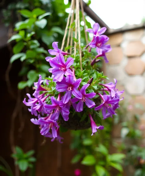 outdoor hanging plant with