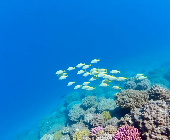 gulf of mexico fish