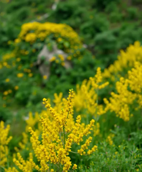 yellow and green mixed