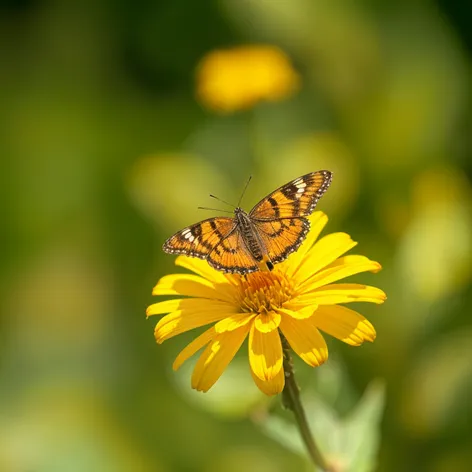 Photorealistic, a butterfly sits