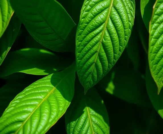 indian almond leaves