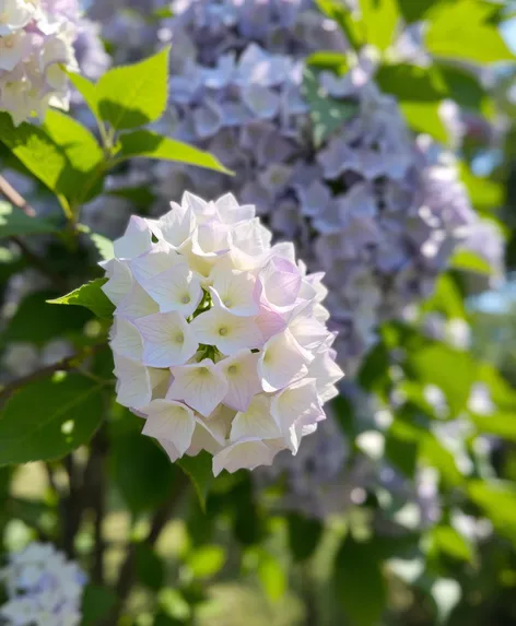 tree hydrangea