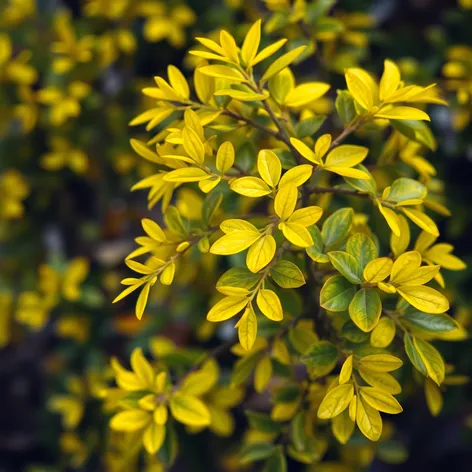 golden euonymus plant