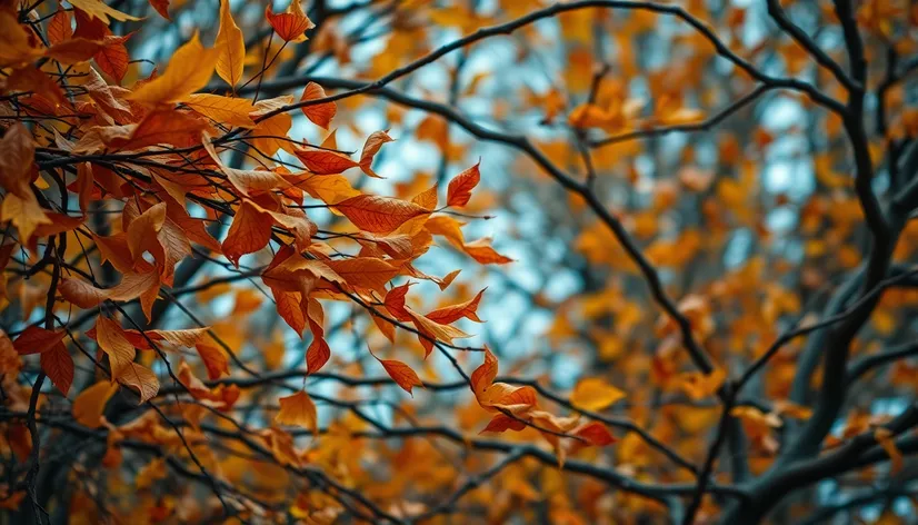 dry leaf whirlwind