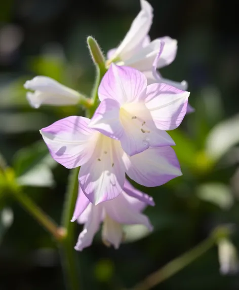 white bell flower campanula